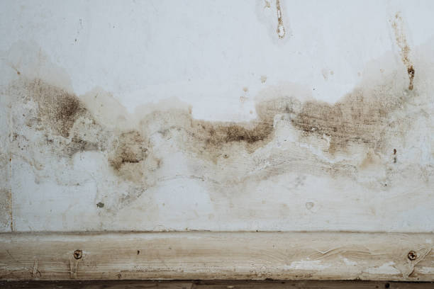 Best Mold Damage Restoration  in Dewart, PA